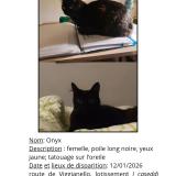 Photo de chat perdu à Propriano