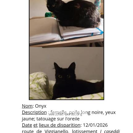 Photo 1/1 Onyx Chat perdu à Propriano