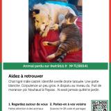 Photo de chat perdu à Payzac