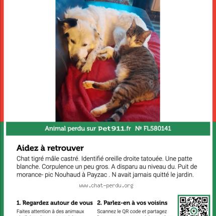 Photo 1/1 MOGWAIS Chat perdu à Payzac