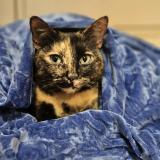 Photo de chat trouvé à Sartrouville