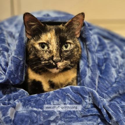 Photo 1/5 Chat trouvé Trouvé à Sartrouville