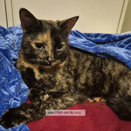 Photo 2/5 Chat trouvé Trouvé à Sartrouville