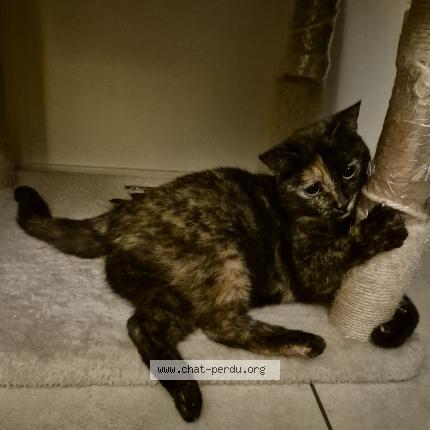 Photo 3/5 Chat trouvé Trouvé à Sartrouville