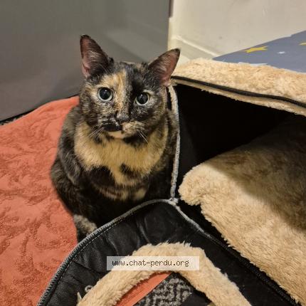 Photo 4/5 Chat trouvé Trouvé à Sartrouville