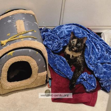 Photo 5/5 Chat trouvé Trouvé à Sartrouville