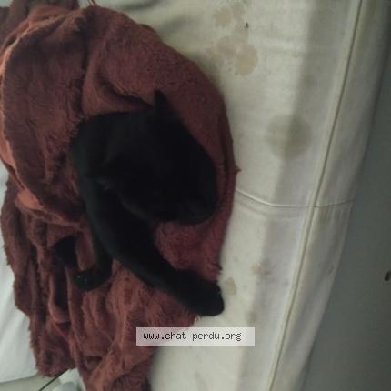 Photo 2/2 Suie Chat perdu à Lille
