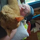 Photo de chat perdu à Ovid