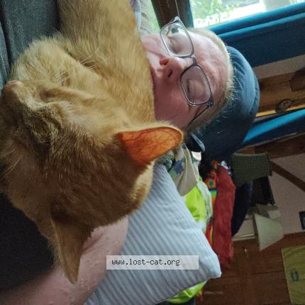 Photo 1/1 Parmesean Chat perdu à Ovid