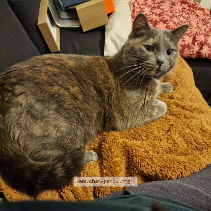 Photo 1/1 Chat retrouvé Perdu à La riche