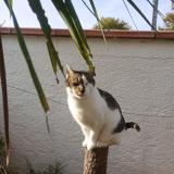 Photo de chat perdu à St Jean Du Falga