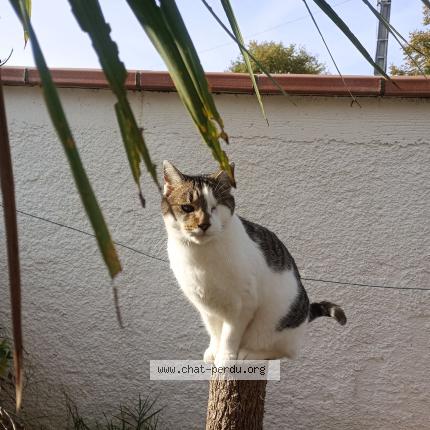 Photo 1/1 Easy Chat perdu à St jean du falga