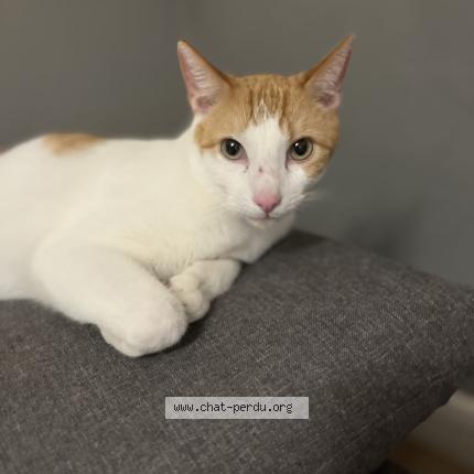 Photo 1/1 Tigrou Chat perdu à Acheres