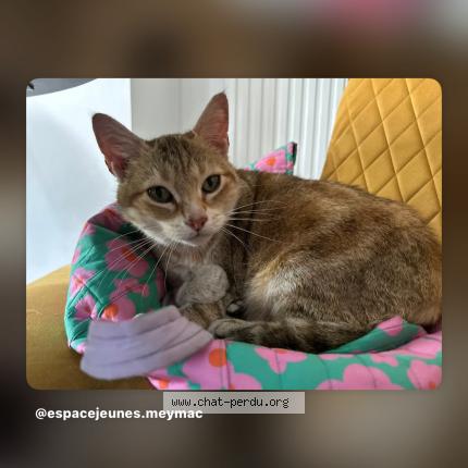 Photo 1/1 Chat retrouvé Perdu à Meymac