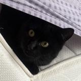 Photo de chat perdu à Canisy