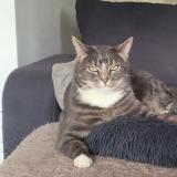 Photo de chat perdu à St Sever