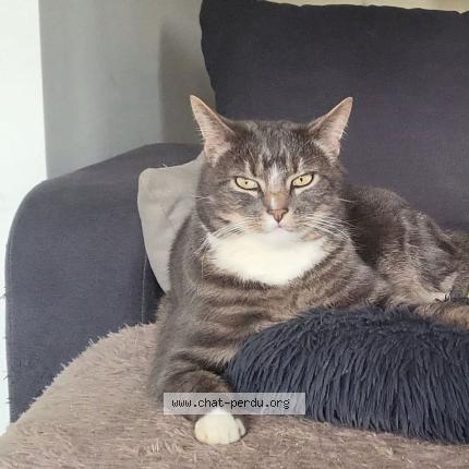 Photo 1/1 Fatal Chat perdu à St sever