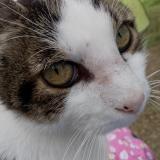 Photo de chat perdu à Mondevert