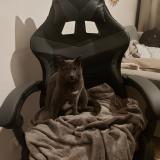 Photo de chat perdu à Le Beausset