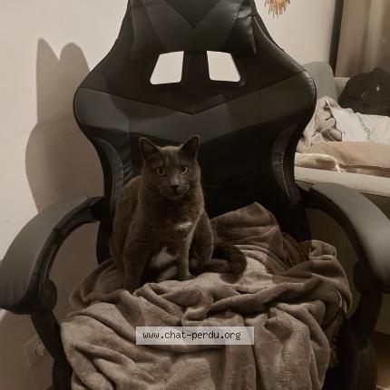 Photo 1/1 Chat retrouvé Perdu à Le beausset