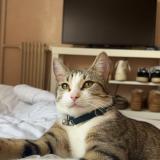 Photo de chat perdu à Varennes Sur Seine