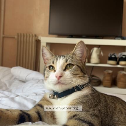 Photo 1/1 Minou Chat perdu à Varennes sur seine