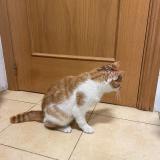 Photo de chat trouvé à Valladolid