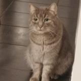 Photo de chat perdu à Franois