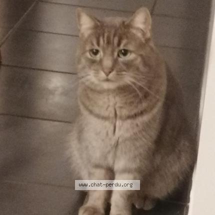 Photo 1/1 Chat retrouvé Perdu à Franois