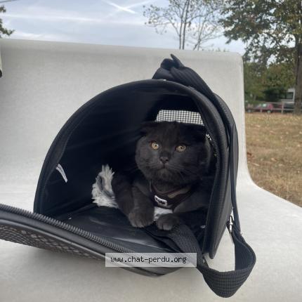 Photo 1/1 Simba Chat perdu à Orgeval