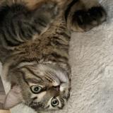 Photo de chat perdu à Saint Jory