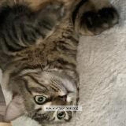 Photo 1/1 Simba Chat perdu à Saint jory