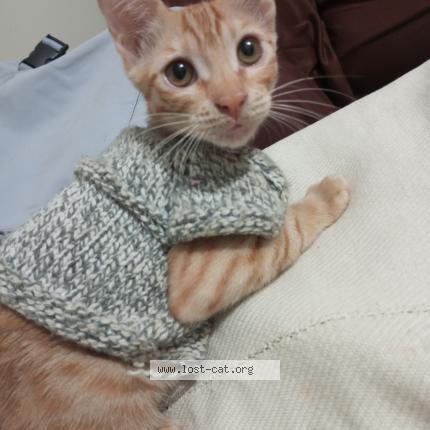 Photo 1/1 amy Chat perdu à Karachi