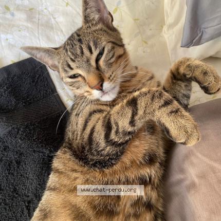 Photo 1/1 Roux Buhl Fabienne Chat perdu à Angers