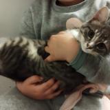 Photo de chat perdu à Le Faouet