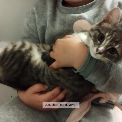 Photo 1/1 Jack Chat perdu à Le faouet