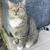 Photo de chat perdu à La Londe Les Maures