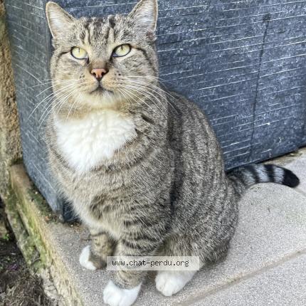 Photo 1/1 Chat retrouvé Perdu à La londe les maures