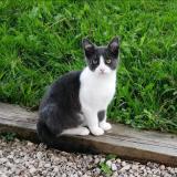 Photo de chat perdu à Artiguelouve