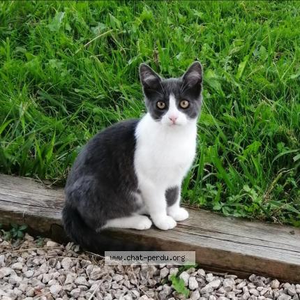 Photo 1/1 Isis Chat perdu à Artiguelouve