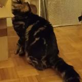 Photo de chat trouvé à Toulouse