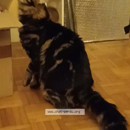 Photo 1/1 Chat retrouvé Trouvé à Toulouse