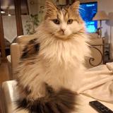 Photo de chat perdu à Villiers Le Morhier