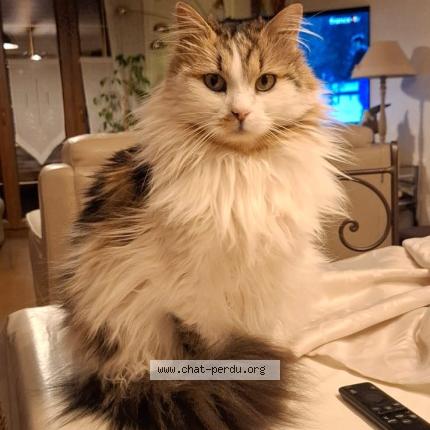 Photo 1/1 P’tit bonhomme Chat perdu à Villiers le morhier