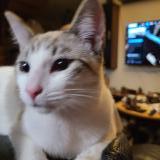 Photo de chat perdu à Bohars