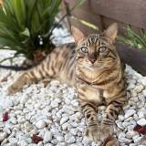 Photo de chat perdu à Saucats