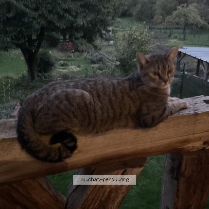 Photo 1/1 Chat retrouvé Perdu à Weyersheim