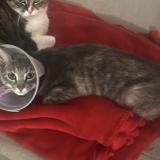 Photo de chat perdu à Vidauban