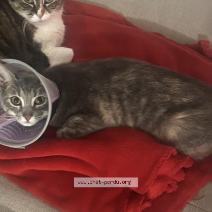 Photo 1/1 Siera Chat perdu à Vidauban