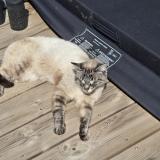 Photo de chat perdu à Gareoult